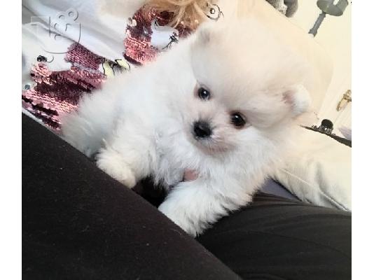 Πώληση Pomeranian σκύλοι και κουτάβια